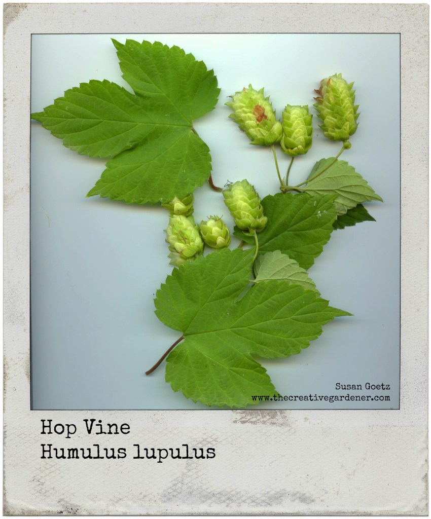 hopsvine polaroid