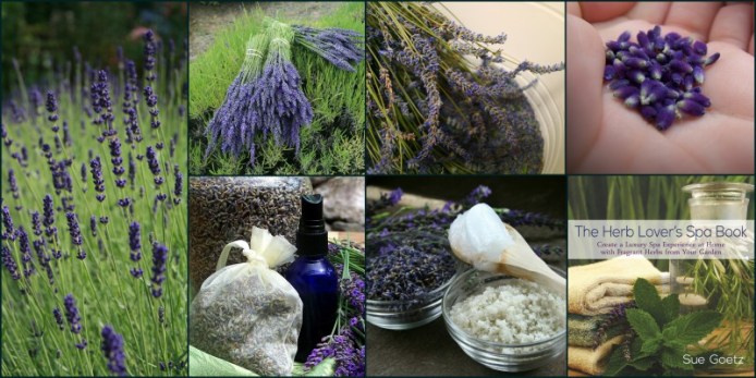 lavender collage herb lovers