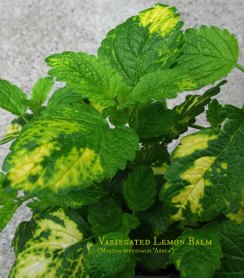 Lemon balm labeld web IMG_4456ed