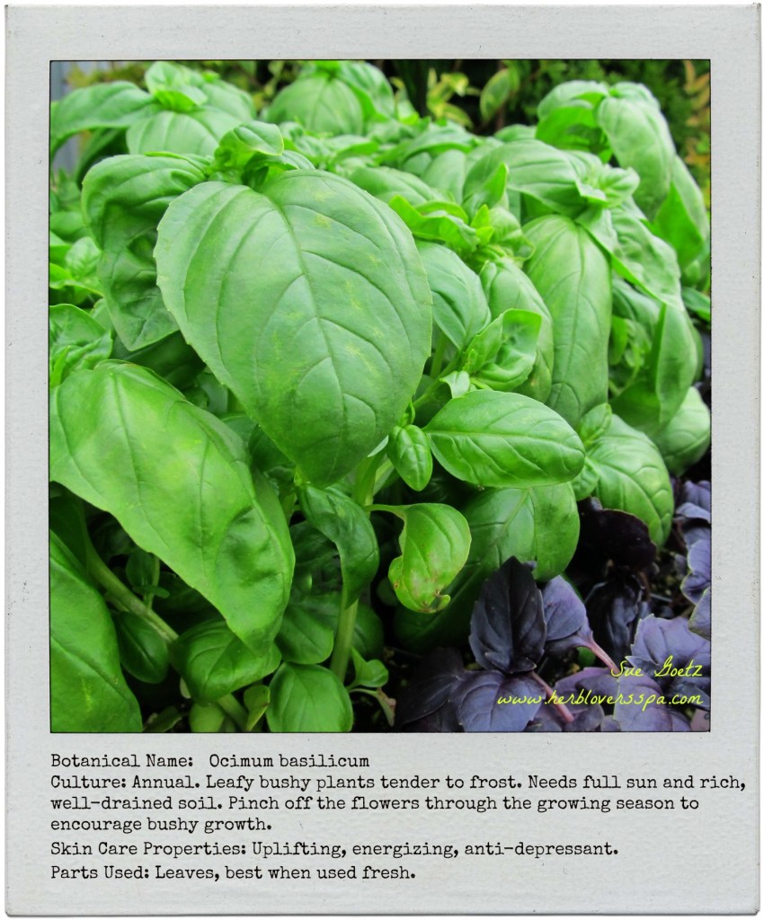 basil polaroid herb lovers