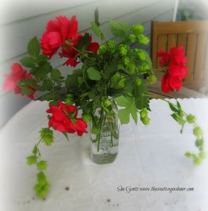 IMG_2510 hops and roses