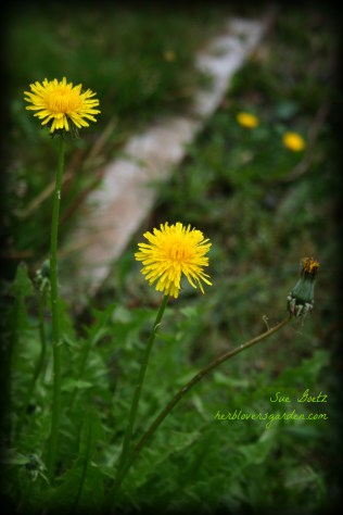 dandelion4 with name