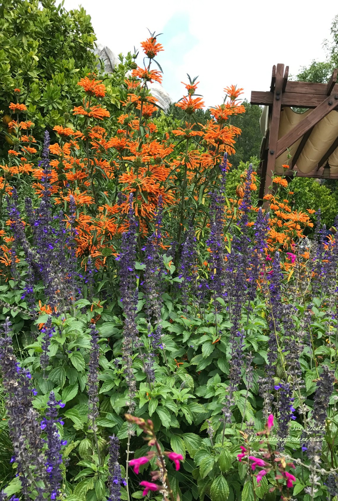 IMG_2502salvia mash up