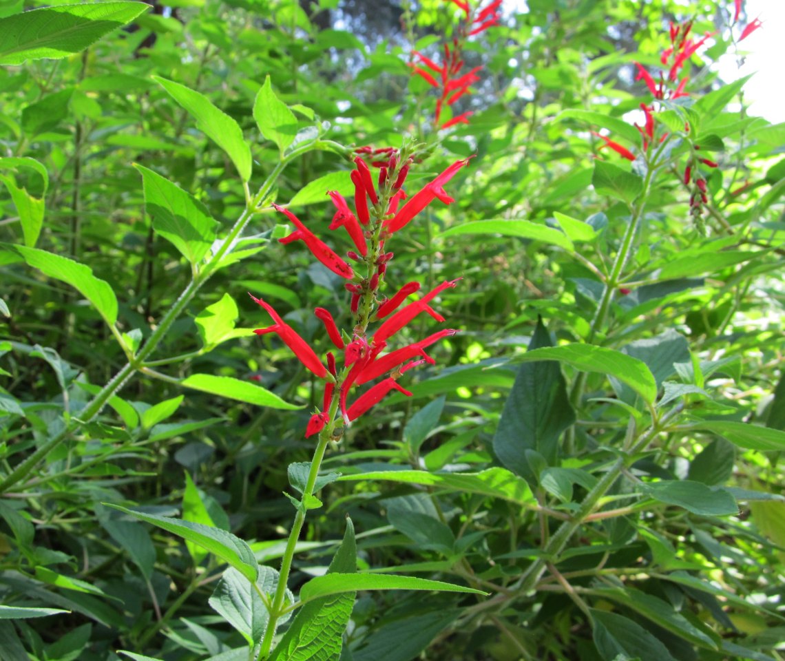 IMG_9578 pineapple sage