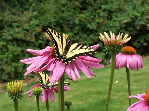 BUtterflyGbutterflyechinaceaname edit