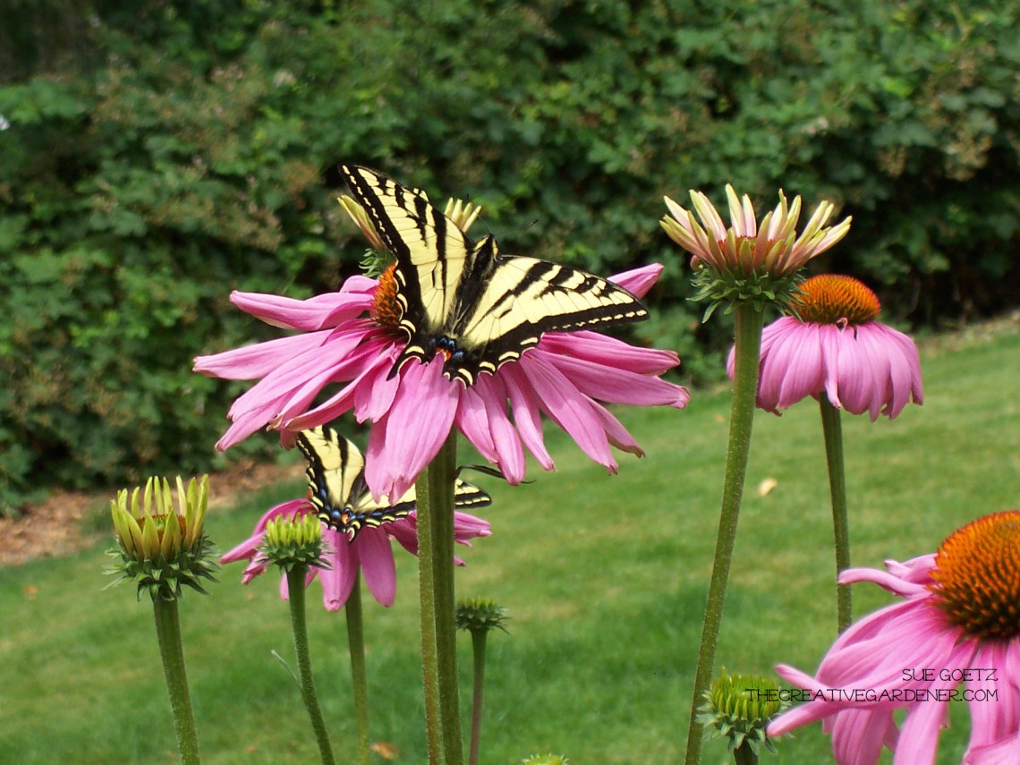 BUtterflyGbutterflyechinaceaname edit.jpg