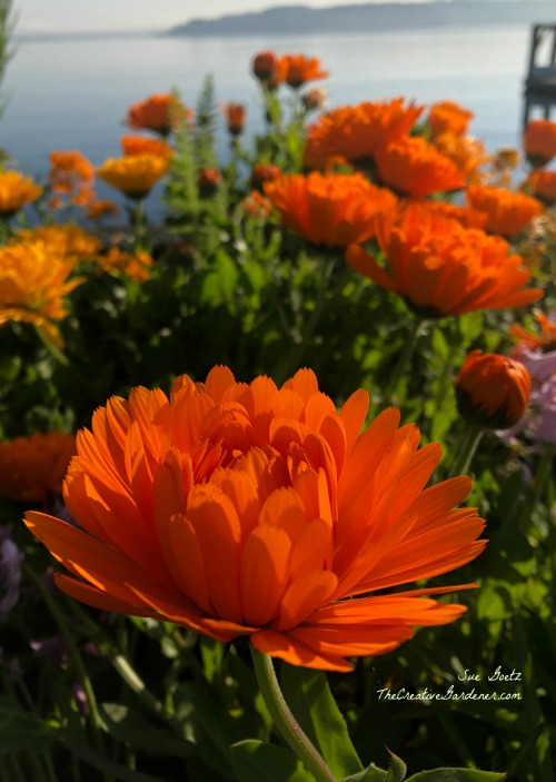 IMG_0187_calendula web