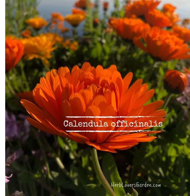 calendula flowers web size