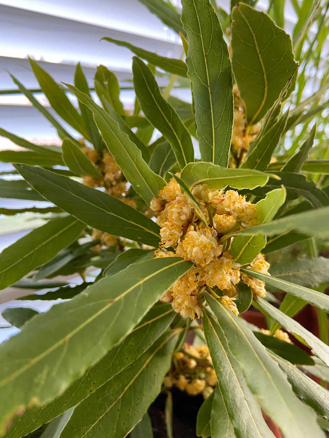 Bay laurel flowering low res