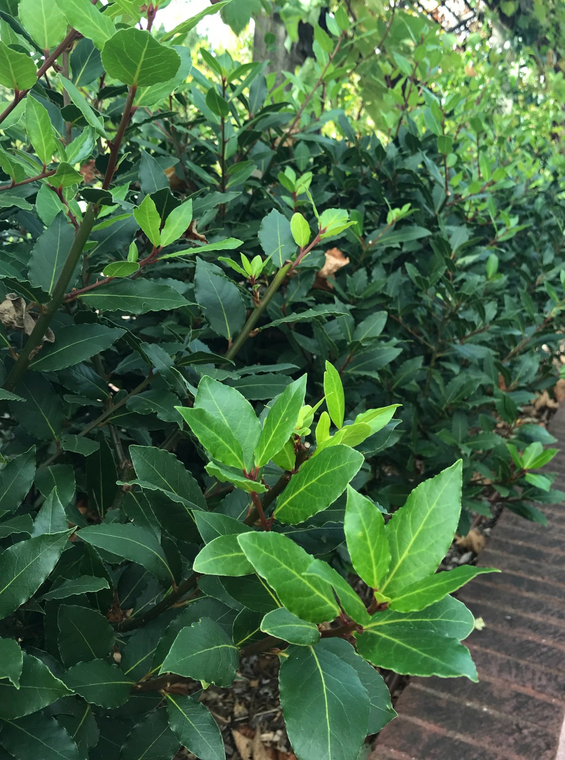 Bay Laurel IMG_5763 (2)