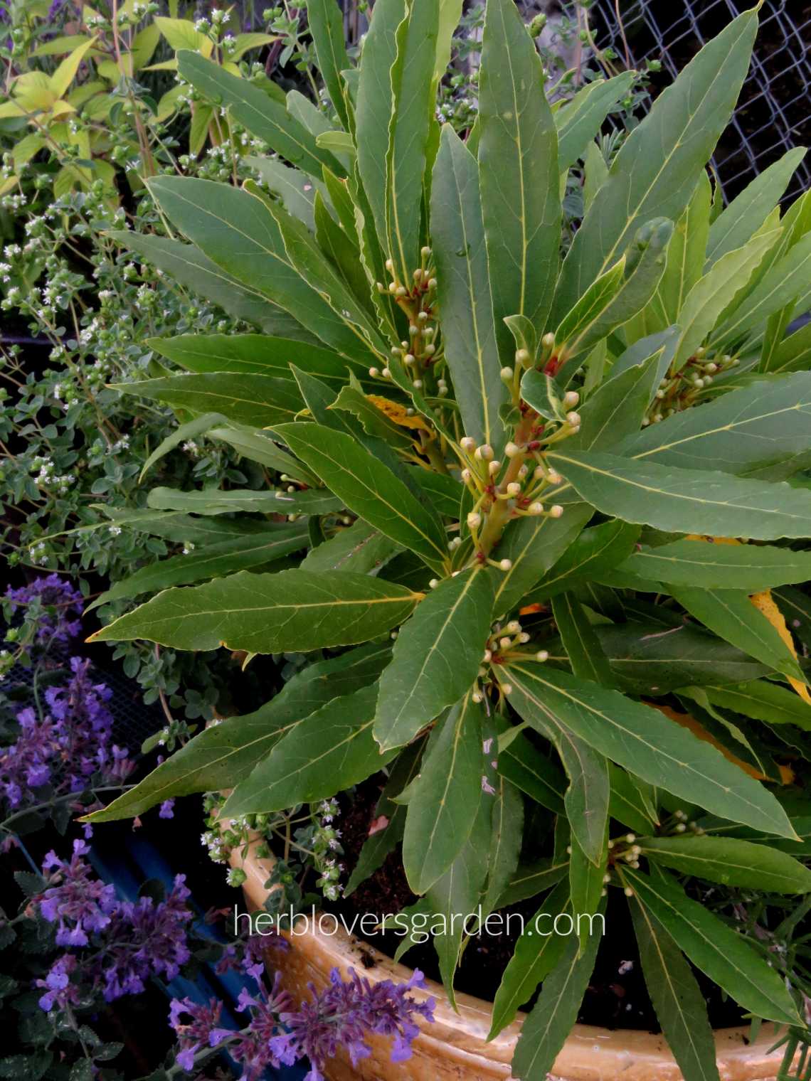 bay laurel IMG_8962 low res with name