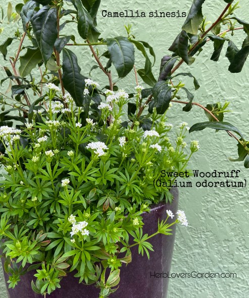 camellia and woodruff pot herbs