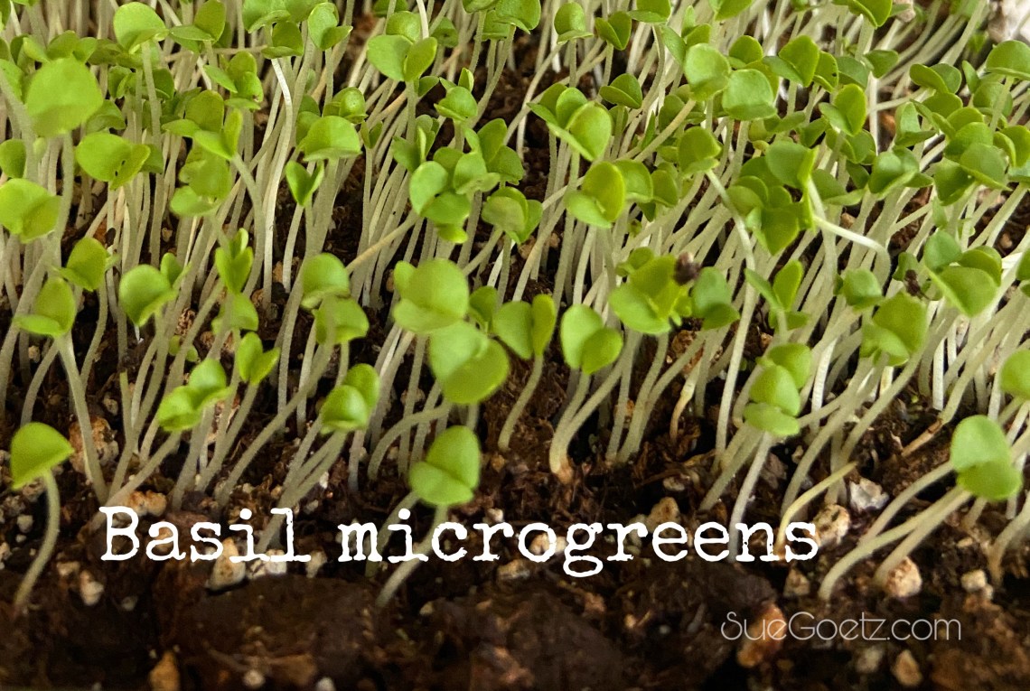 Herbal Microgreens The Herb Lover's Garden
