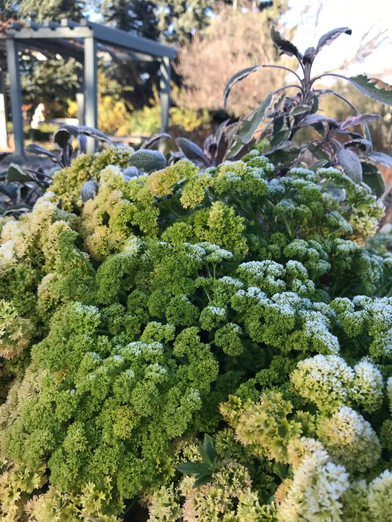 Frost on the parsley!