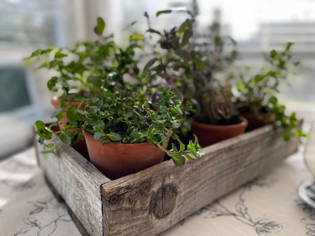 Herbs in plant flat by Sue Goetz