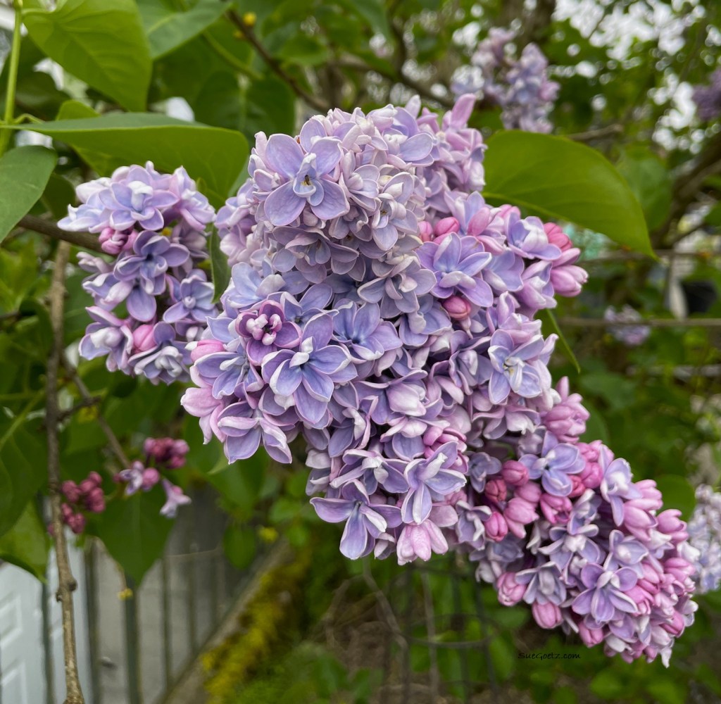 Lilac bloom by Sue Goetz