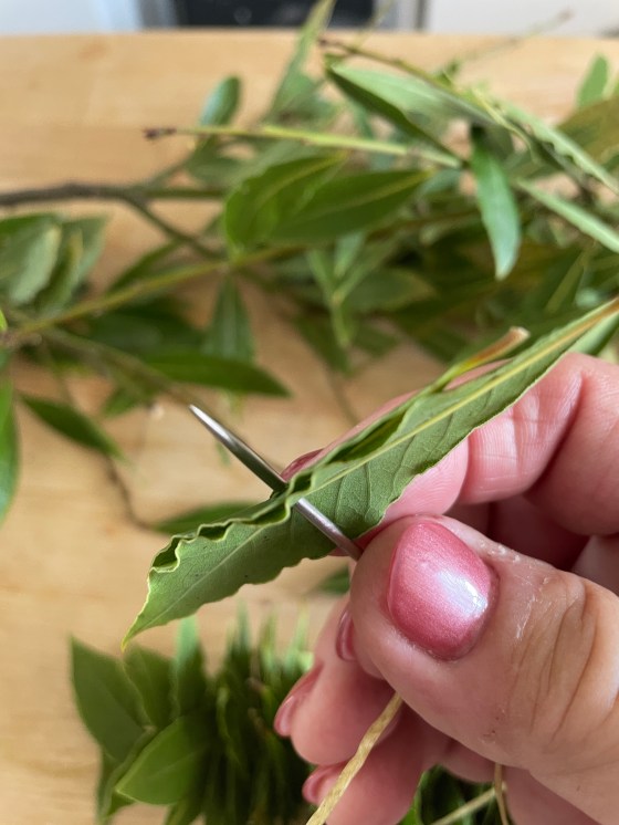 bay leaf laurel drying method with Sue Goetz